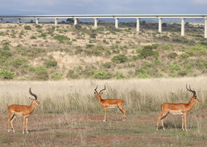 Nairobi National Park – Nature versus Transport Infrastructure