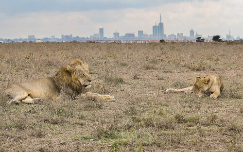 Nairobi National Park is located just seven kilometres from Kenyan capital city’s centre with a typical skyline. © František Pelc