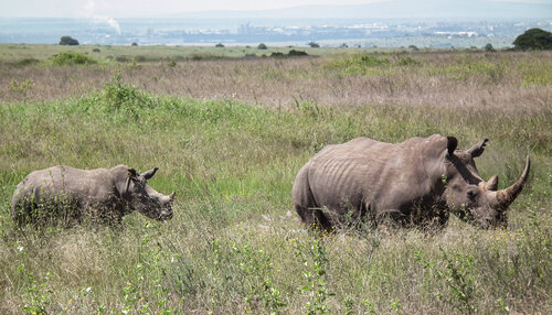 The Southern white rhino (Ceratotherium s. simum) was introduced into Nairobi National Park. © Jan Plesník
