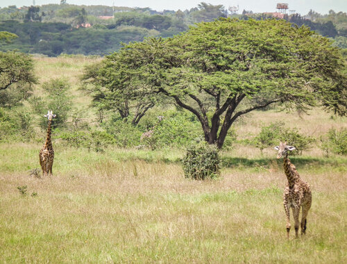 Most of Nairobi National Park is covered by East African savannah. © Jan Plesník