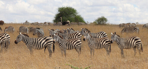 The best time to watch Grant’s zebras (Equus quagga boehmi) is the dry season, when they concentrate close to water sources in the national park. © Jan Plesník