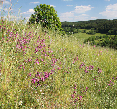 Natural Values of the Slavkovský les/Slavkov Forest Mts. Protected Landscape Area (West Bohemia)
