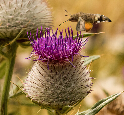 Availability of Food and Sites for Sleeping and Providing Offspring with Food – These are Troubles for Czech Insect Pollinators