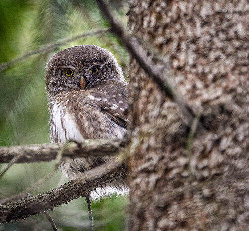 Owls in the Brdy Highlands Protected Landscape Area