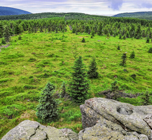Czech National Nature Restoration Plan