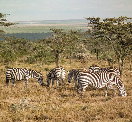 On IUCN Lists. This Time on Green Ones