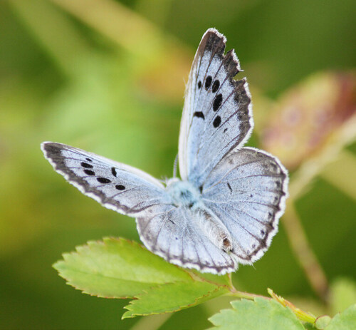 Are UNESCO Biosphere Reserves in Slovakia Caught in Vicious Circle? 