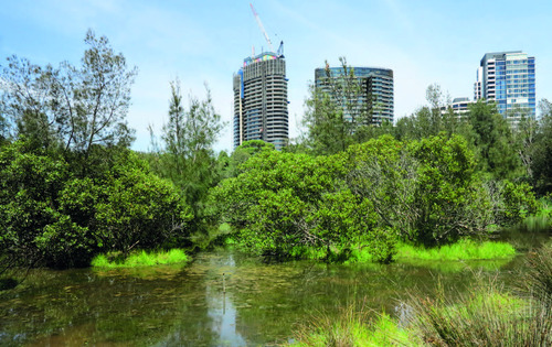 K úbytku mangrovů přispívá i rozšiřující se zástavba (Sydney).