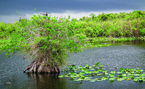 Mangrovové porosty v národním parku Everglades na Floridě jsou nejrozsáhlejší na západní polokouli: IUCN je hodnotí jako kriticky ohrožené.