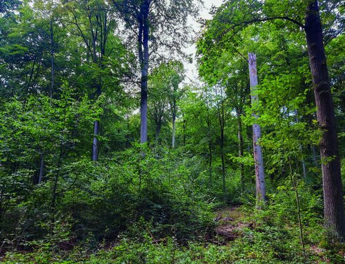 Pokročilá forma modelu Dauerwald středních poloh. 
