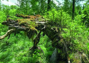 Biodiverzita v hospodářském lese – snadno a rychle?