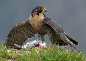 Křídla nad skalními městy: Příběh výra a sokola v Českém ráji