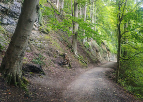 Suťové lesy u Turnova – nová přírodní rezervace v srdci Českého ráje