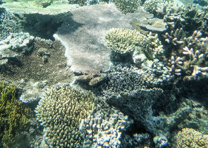 Korálové útesy v různých částech světa zažívají další vlnu blednutí