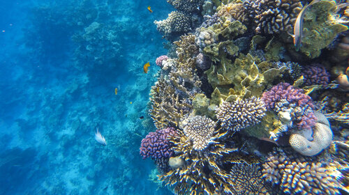 Zdravé korálové útesy vynikají velkou druhovou bohatostí, biomasou a produktivitou (Šarm aš-Šajch, egyptské Rudé moře). Foto Jiří Mach