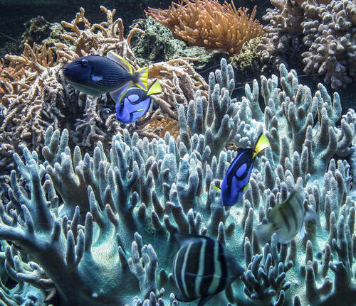 Korálové útesy hostí na jednotku plochy vysoký počet druhů mořských organismů. Foto Jan Plesník