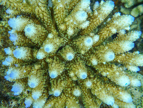 Zástupci větevníků rodu Acropora patří mezi hlavní druhy tvořící korálové útesy. Foto Lubomír Hanel