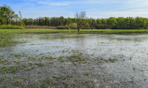 Sezónně zaplavovaná louka v nejnižší části Slováckých lúk. Foto Marie Kotasová Adámková