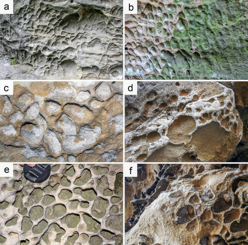 Různé tvary a velikosti voštin