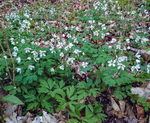 Kvetoucí zapalice žluťuchovitá. Foto František Pelc 