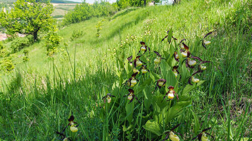 Střevíčník pantoflíček (Cypripedium calceolus). Foto Petr Slavík Střevíčník pantoflíček (Cypripedium calceolus). Foto Petr Slavík