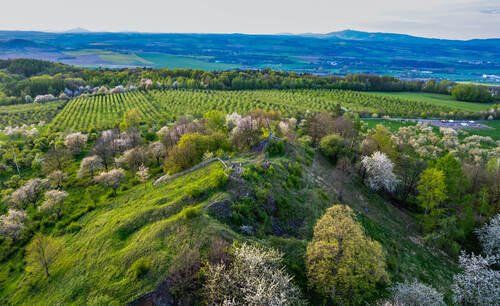 Na vrchu Mužský se podařilo zlikvidovat akátové nálety a bezlesí se udržuje pastvou koz. Foto Jiří Šťastný