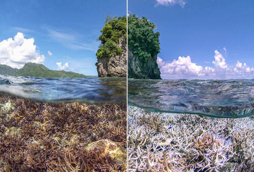 Rozdíl mezi zdravým a vybledlým korálovým útesem.  Foto NOAA Climate