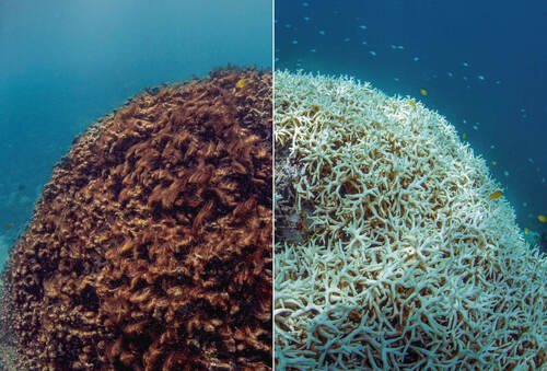 Kolonie korálů před a po vyblednutí. Foto The Ocean Agency
