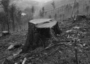 Právní názor: Novela zákona o lesích – promarněná příležitost