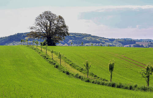 Nová cesta s ovocnou alejí z Rytířovy Lhoty do Libošovic. Foto Lukáš Bílek