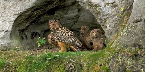 Jedno z tradičních hnízd výra velkého v PR Apolena. Foto Zdeněk Mrkáček