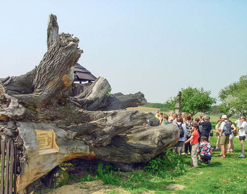 Fragment spadlého kmene Semtinské lípy.  Foto Lukáš Bílek 