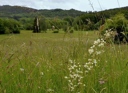 Přírodní památka Oborská luka zahrnuje přibližně 9 ha lučních biotopů.