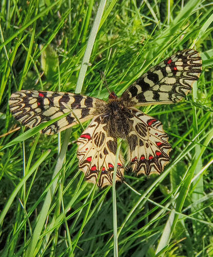 Zerynthia polyxena – pestrokřídlec podražcový na lokalitě Slovácké lúky. Foto Marie Kotasová Adámková