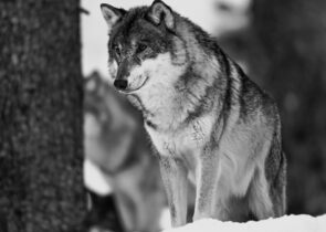 Novinky v ochraně vlka obecného