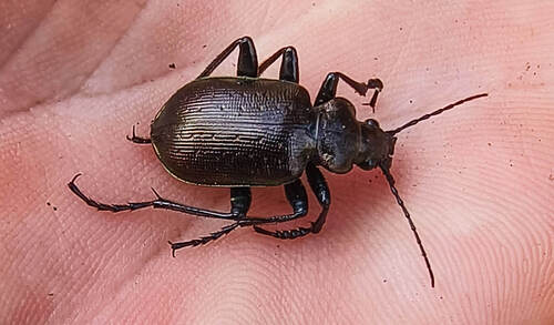 Calosoma inquisitor – ohrožený krajník hnědý. Foto Marie Kotasová Adámková