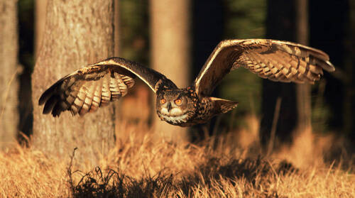 Spatřit výra velkého je vždy velká vzácnost.  Foto Vladimír Šoltys