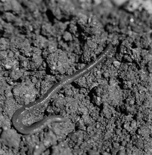 Žížala obecná (Lumbricus terrestris). Foto Jan Plesník