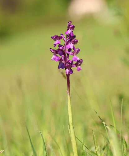 Vstavač kukačka v květu. Foto Marta Doležalová