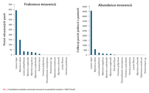 Grafy vzorkovani mravenců
