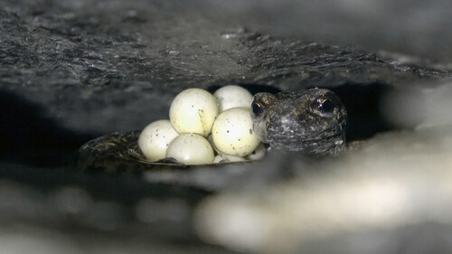 Samice mločíka západního (S. strinati) chránící vajíčka. Samice mločíka západního (S. strinati) chránící vajíčka.