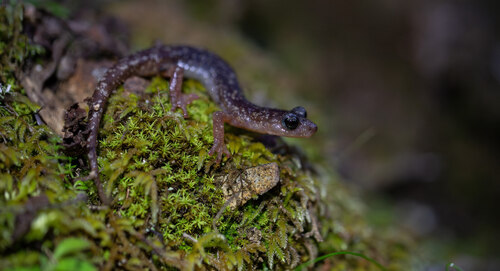 Mločík S. sarrabusensis je nejvzácnějším druhem a nemá ještě přiřazené české jméno. Mločík S. sarrabusensis je nejvzácnějším druhem a nemá ještě přiřazené české jméno.