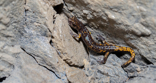 Krásně zbarvený mločík západní (S. strinatii). Krásně zbarvený mločík západní (S. strinatii).