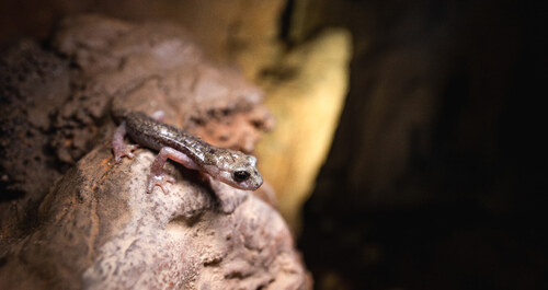 Mločík nuorský (S. supramontis) je endemitem skalního masivu Supramonte. Mločík nuorský (S. supramontis) je endemitem skalního masivu Supramonte.