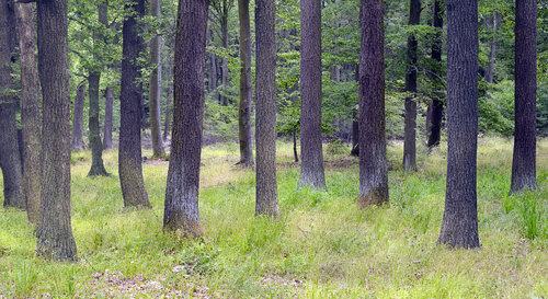 Běžný hospodářský les Běžný hospodářský les