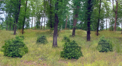 ukázka lesa s pařezením ukázka lesa s pařezením
