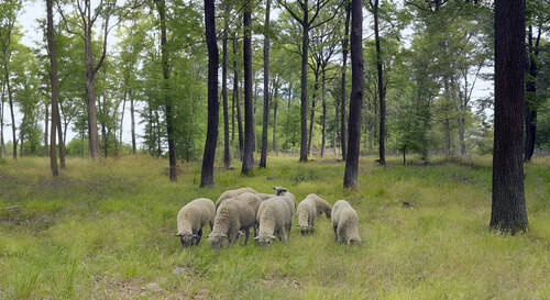 Ukázka lesa s pastvou Ukázka lesa s pastvou