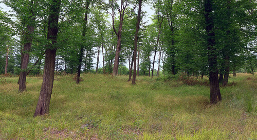 Ukázka prosvětleného lesa Ukázka prosvětleného lesa