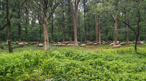 Lesní pastva v EVL Oblík – Srdov – Brník, červen 2022. Lesní pastva v EVL Oblík – Srdov – Brník, červen 2022.