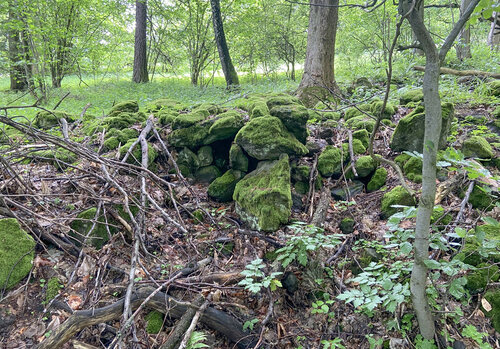 Bortící se kamenná zídka a kamenná suť v místě, kde byla potvrzena silná populace vřetenovky opavské. Bortící se kamenná zídka a kamenná suť v místě, kde byla potvrzena silná populace vřetenovky opavské.